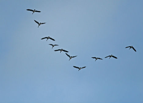 winter-signs-geese-formation