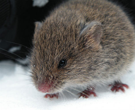 winter-signs-mouse-in-house