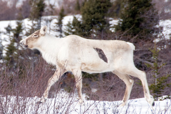 Antler Management: 7 Amazing Reindeer Subspecies