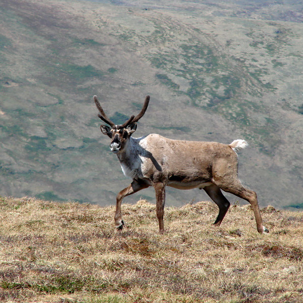 Antler Management: 7 Amazing Reindeer Subspecies