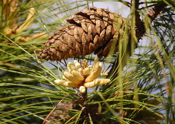 Pine Dining: 7 Amazing Edible Evergreen Foods and Drinks