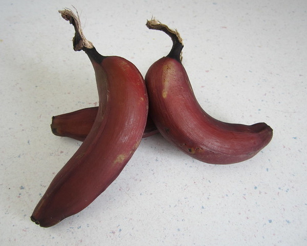 Yellow Fever Reliever: 7 Blight-Resistant Bananas