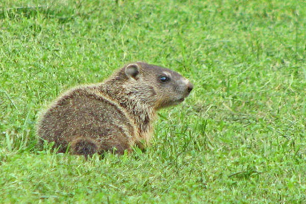 Meteorological Marmots: 7 Predictable Groundhogs