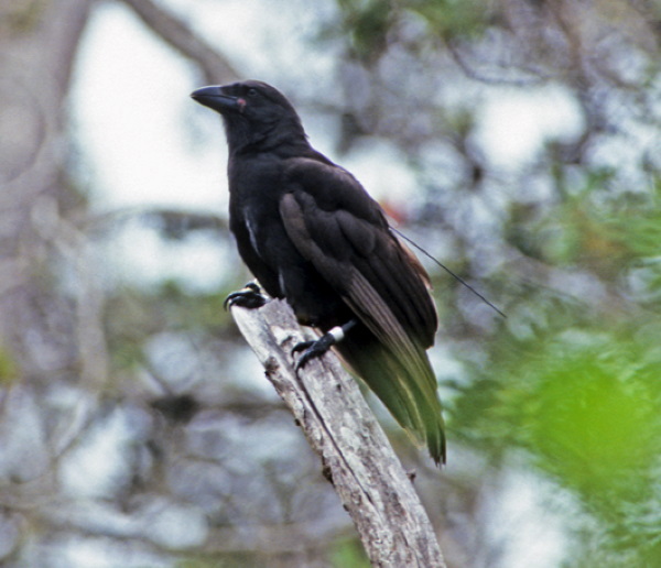 Hi High Blackbirds: The World’s 7 Most Amazing Crows