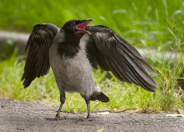 Hi High Blackbirds: The World’s 7 Most Amazing Crows