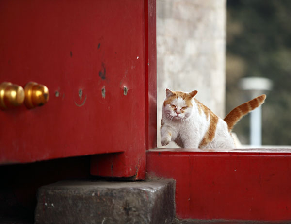 Chairmen Meow: Stray Cats Of Beijing’s Forbidden City