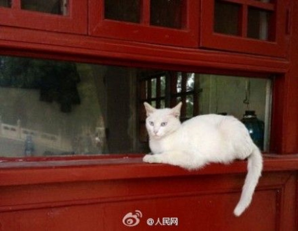 Chairmen Meow: Stray Cats Of Beijing’s Forbidden City