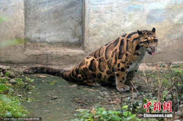 Critter-cal Mass: 7 Amazingly Obese Zoo Animals