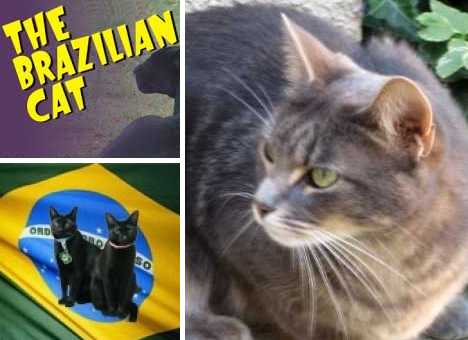 The Brazilian Shorthair Cat: Ship To Shore To Home