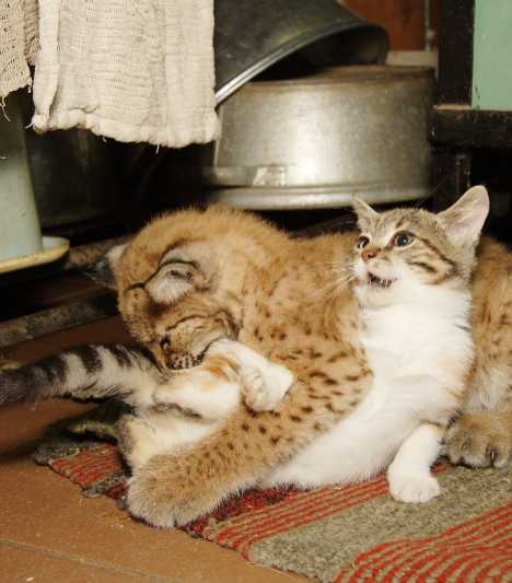 A Tale Of Zoo Kitties: Stray Cat & Lynx Are Now BFFFs