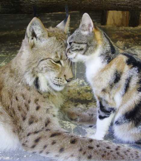 A Tale Of Zoo Kitties: Stray Cat & Lynx Are Now BFFFs