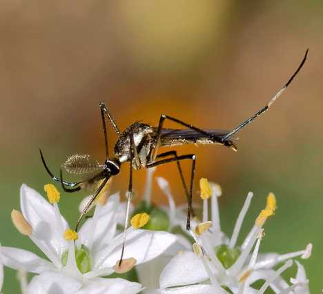 Bite The Biters: 7 Amazing Mosquito-Eating Creatures
