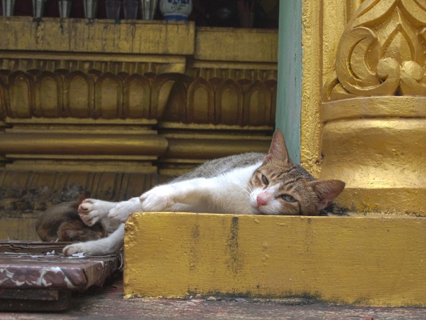 Neko Nirvana: Cat-Napping In The Lap Of Buddha