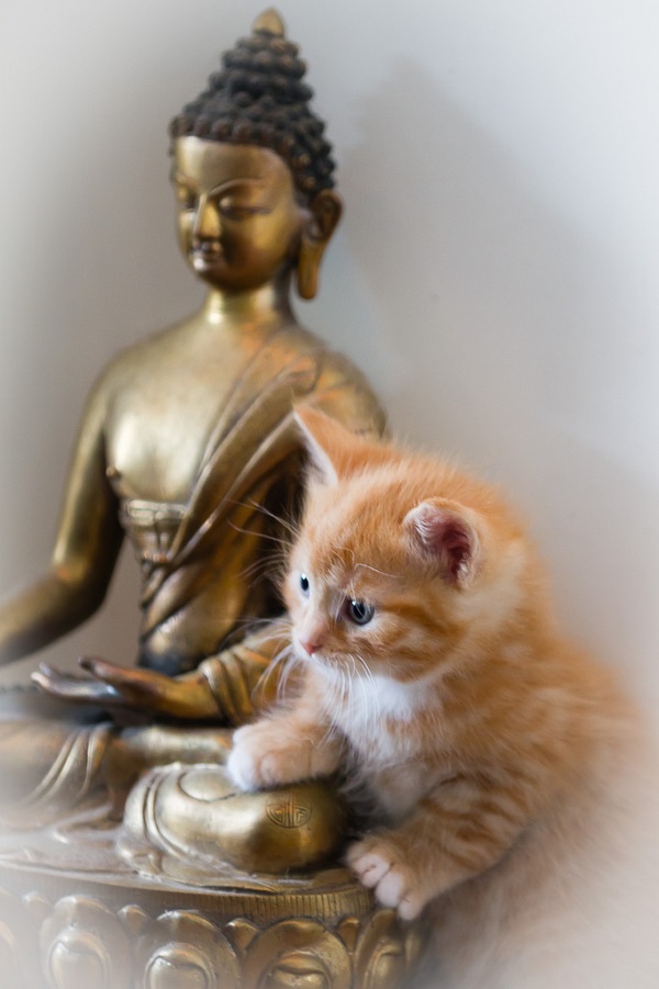 Neko Nirvana: Cat-Napping In The Lap Of Buddha