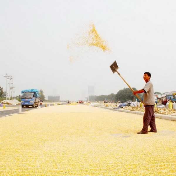 China’s Corn Farmers Impound The Pavement