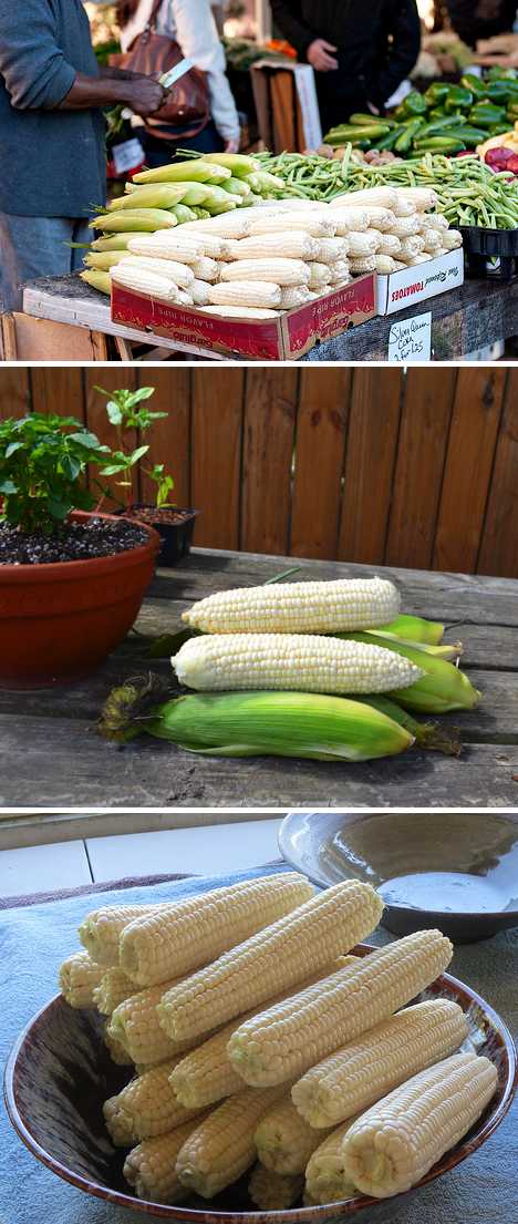 Oh My Cob! 7 Amazing Colorful Corn Varieties
