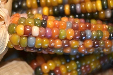 Oh My Cob! 7 Amazing Colorful Corn Varieties