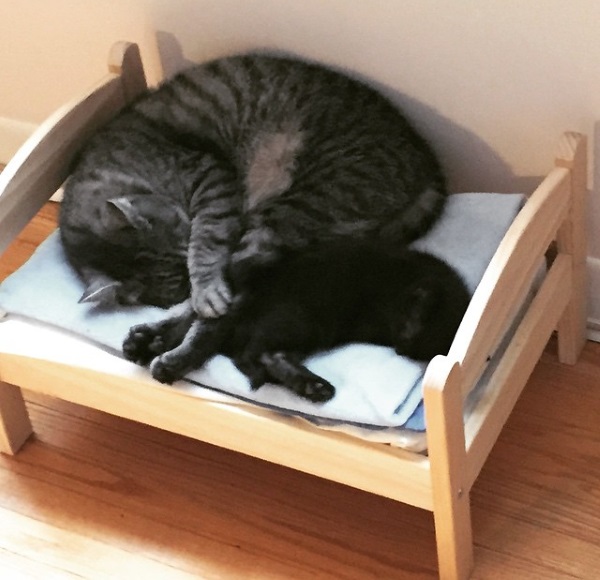 IKEA Doll Beds Are Going To The Dogs & Cats