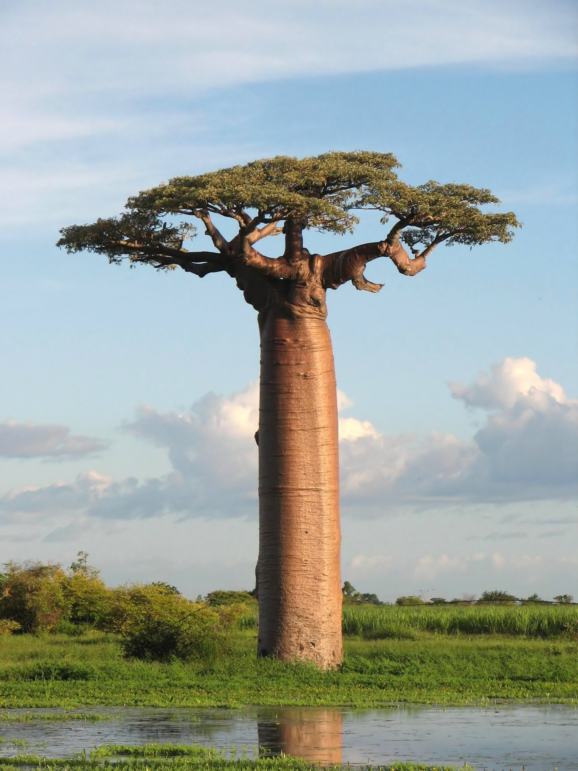 biomimicry baobab tree