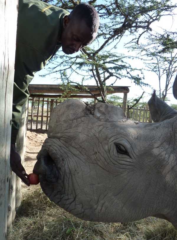 Last White Rhino 18