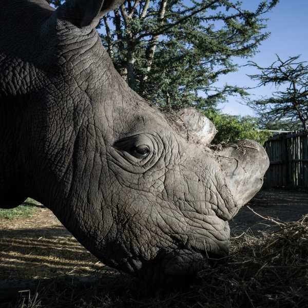 Last White Rhino 21a
