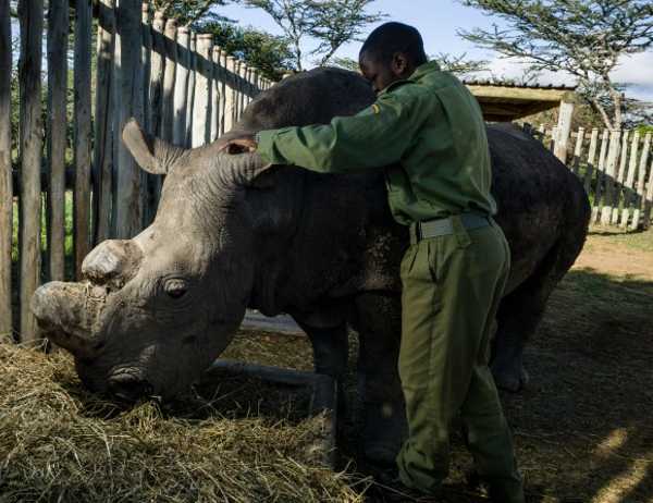 World's Last Northern White Rhino Guarded 24/7 - WebEcoist