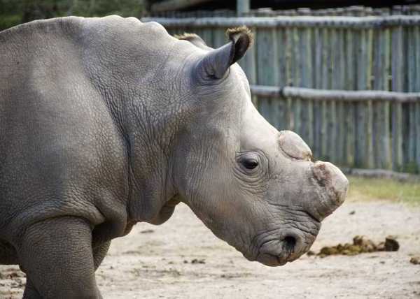 Last White Rhino 5