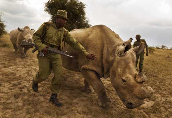 World's Last Northern White Rhino Guarded 24/7 - WebEcoist