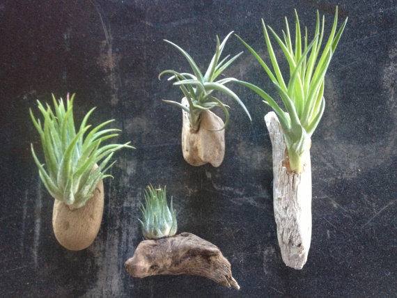 eco etsy driftwood air plant magnets