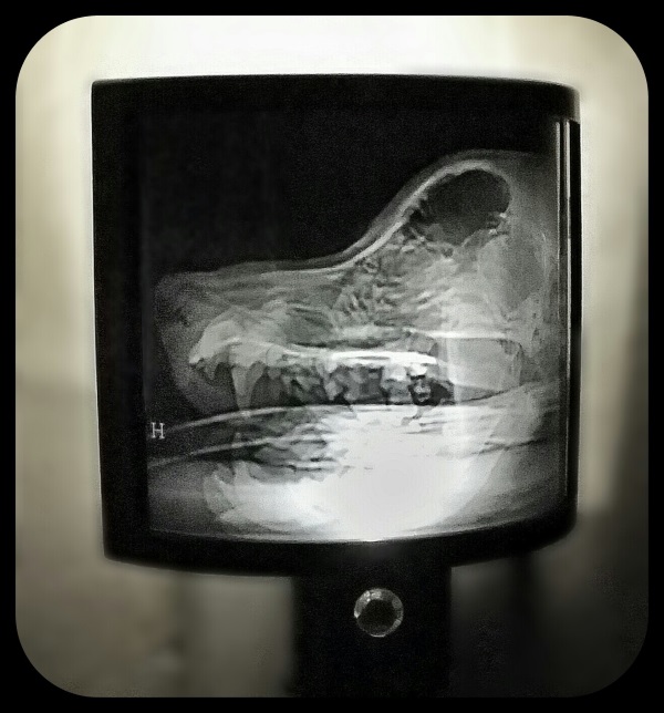 Animal X-Ray Lampshades 2