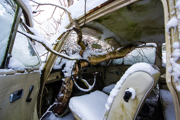 Trunk Driving: Tree-Colonized Abandoned Vehicles