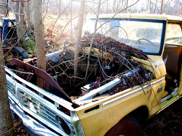Trunk Driving: Tree-Colonized Abandoned Vehicles