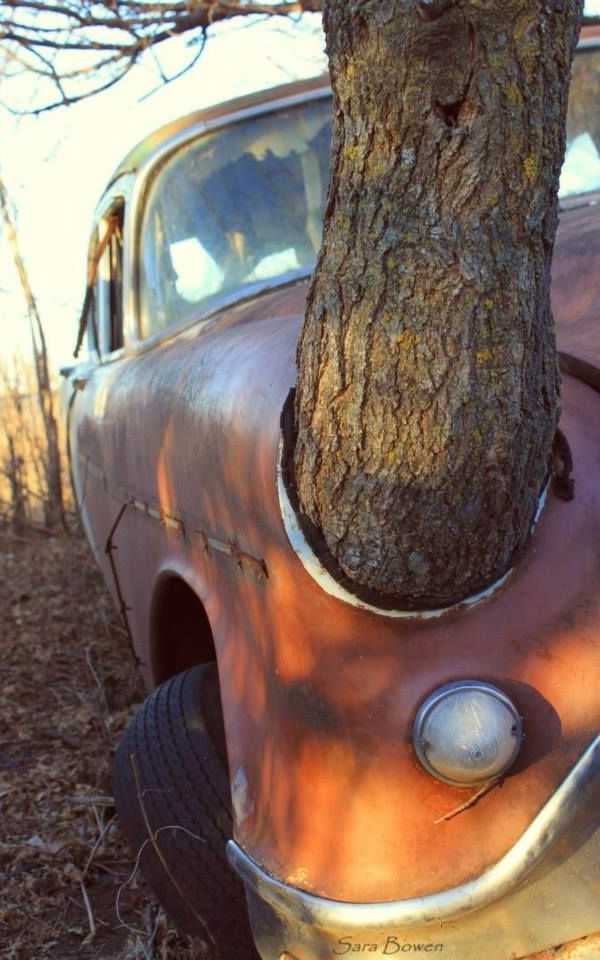 abandoned car tree 1