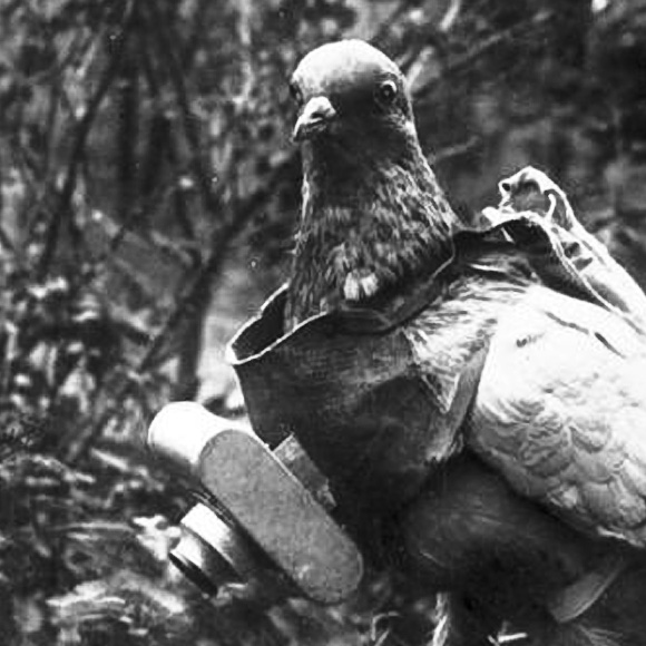 animal weapons war pigeon