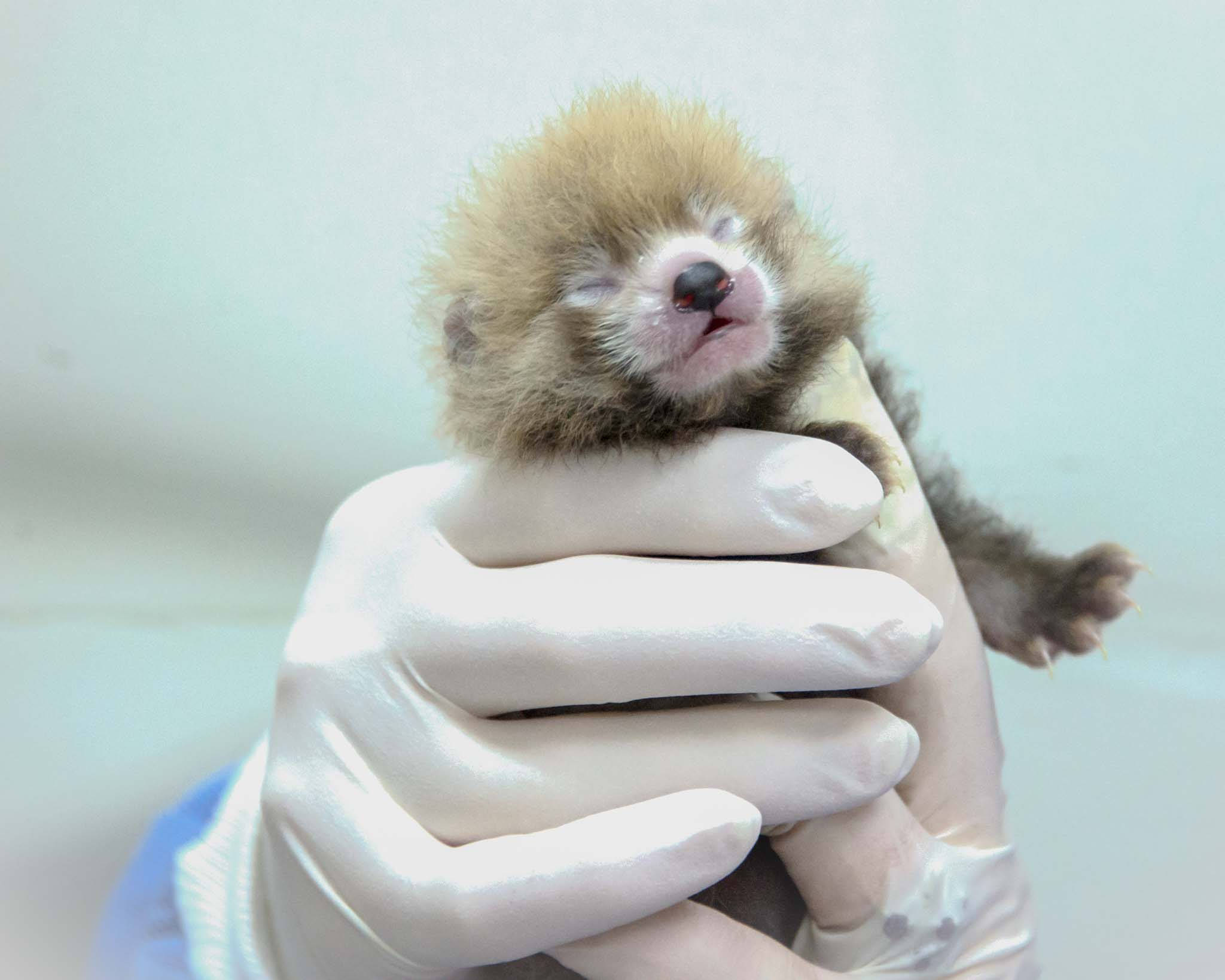 Four litters of red panda cubs born at Scbi