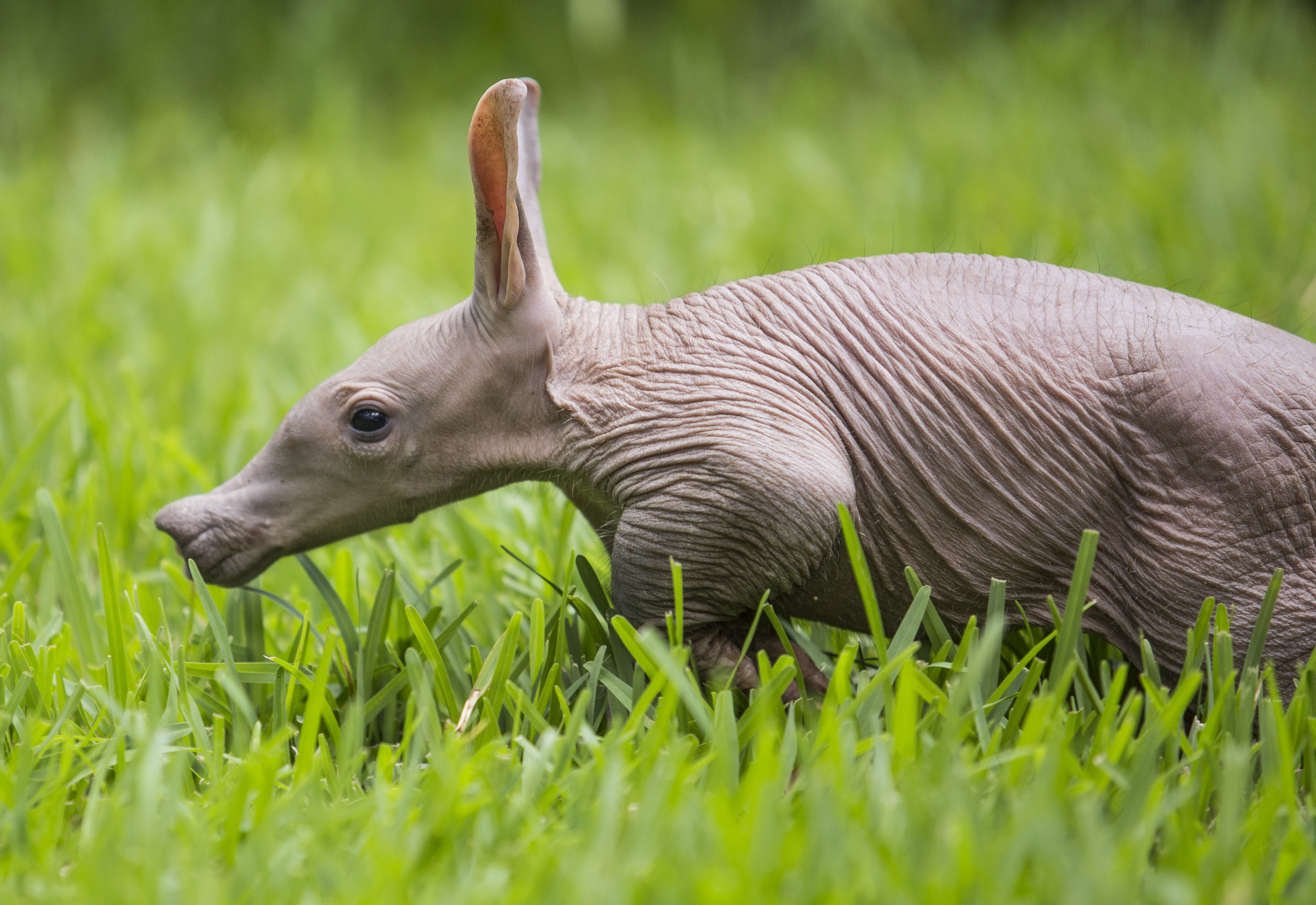 Aardvark Born at Busch Gardens Tampa