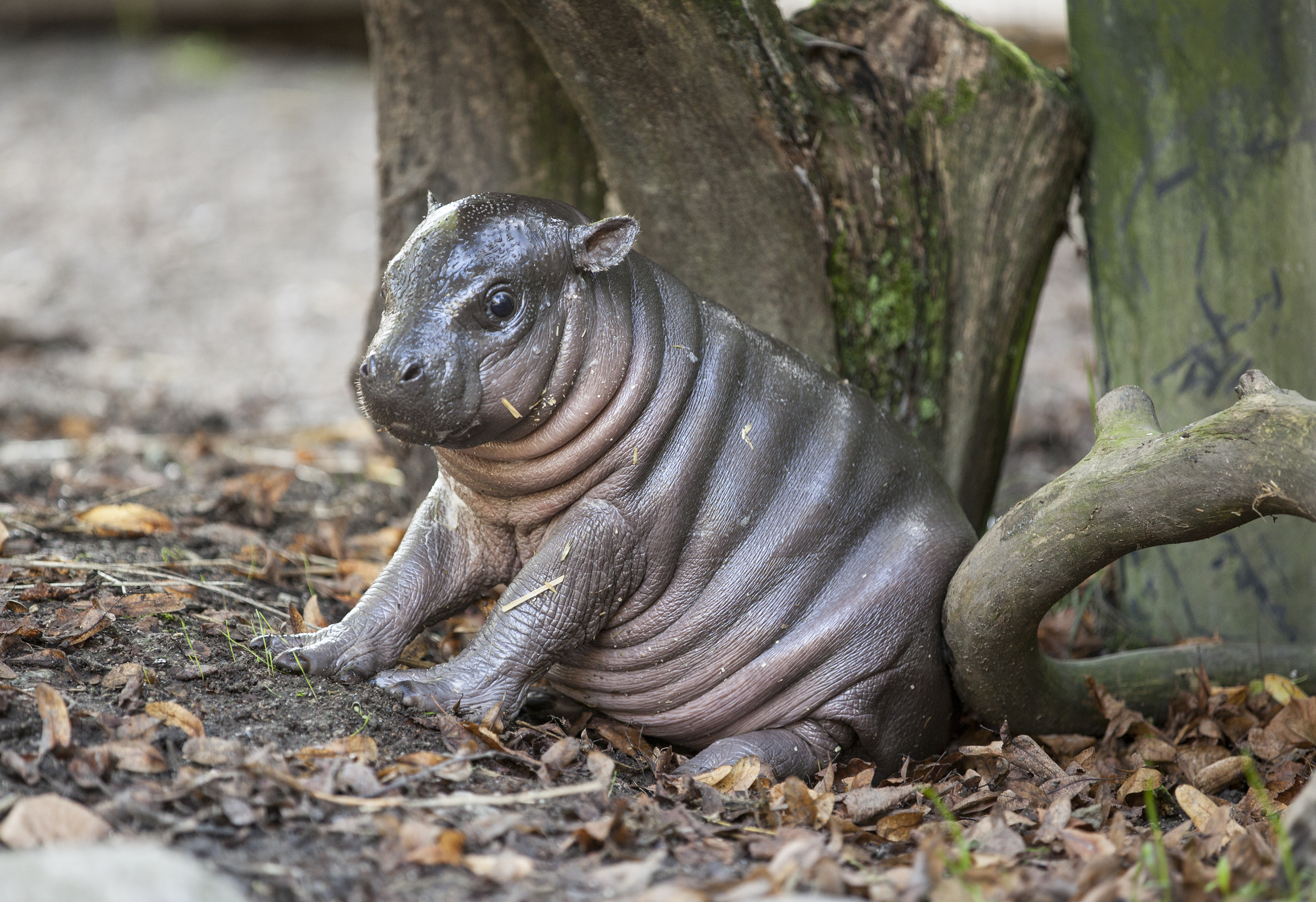Cute baby Dwarf Hippo arrives at Parken Zoo in Sweden