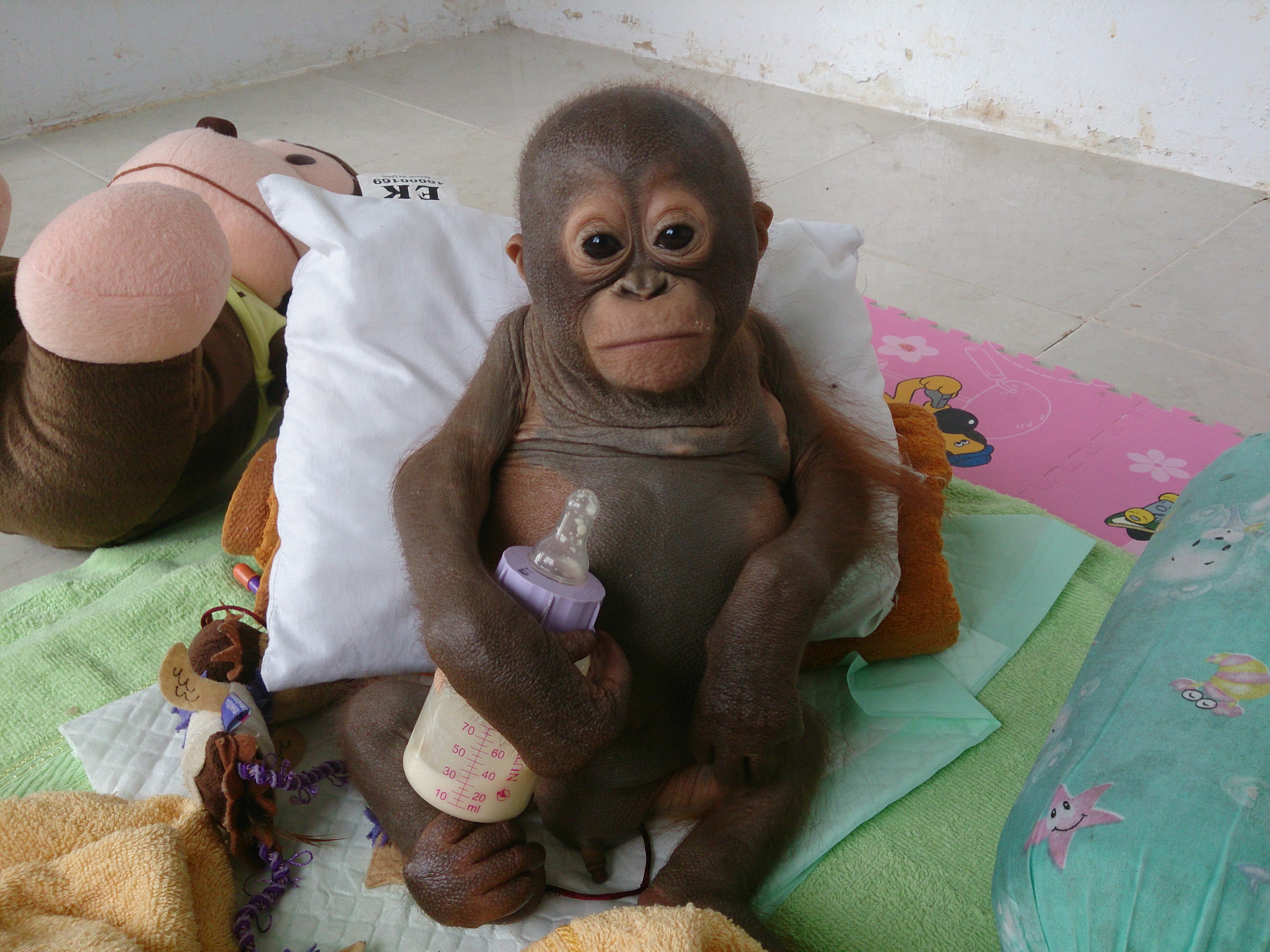 Baby orangutan rescued in Borneo lived in chicken cage and survived on condensed milk...