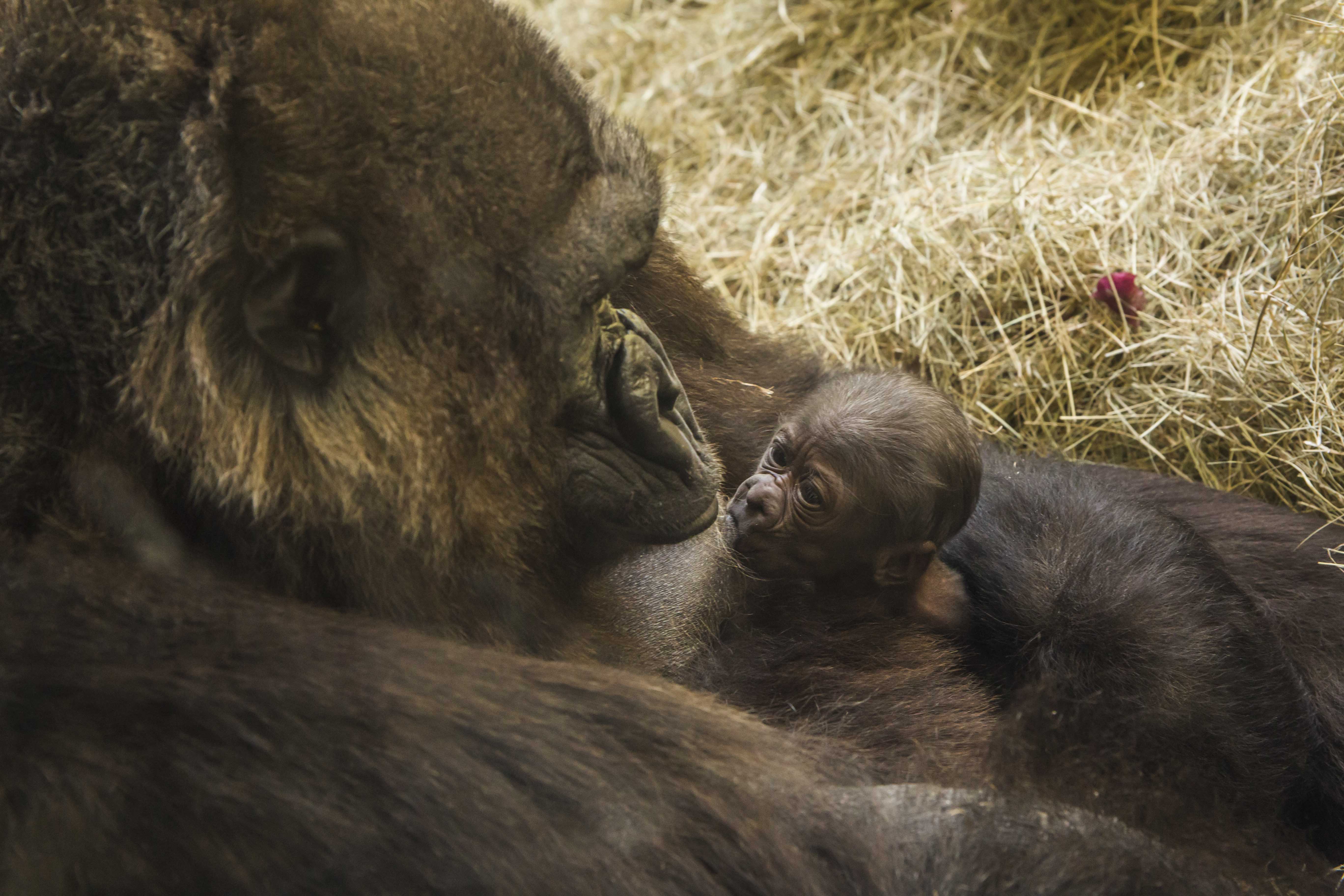 Endangered baby gorilla born at Busch Gardens