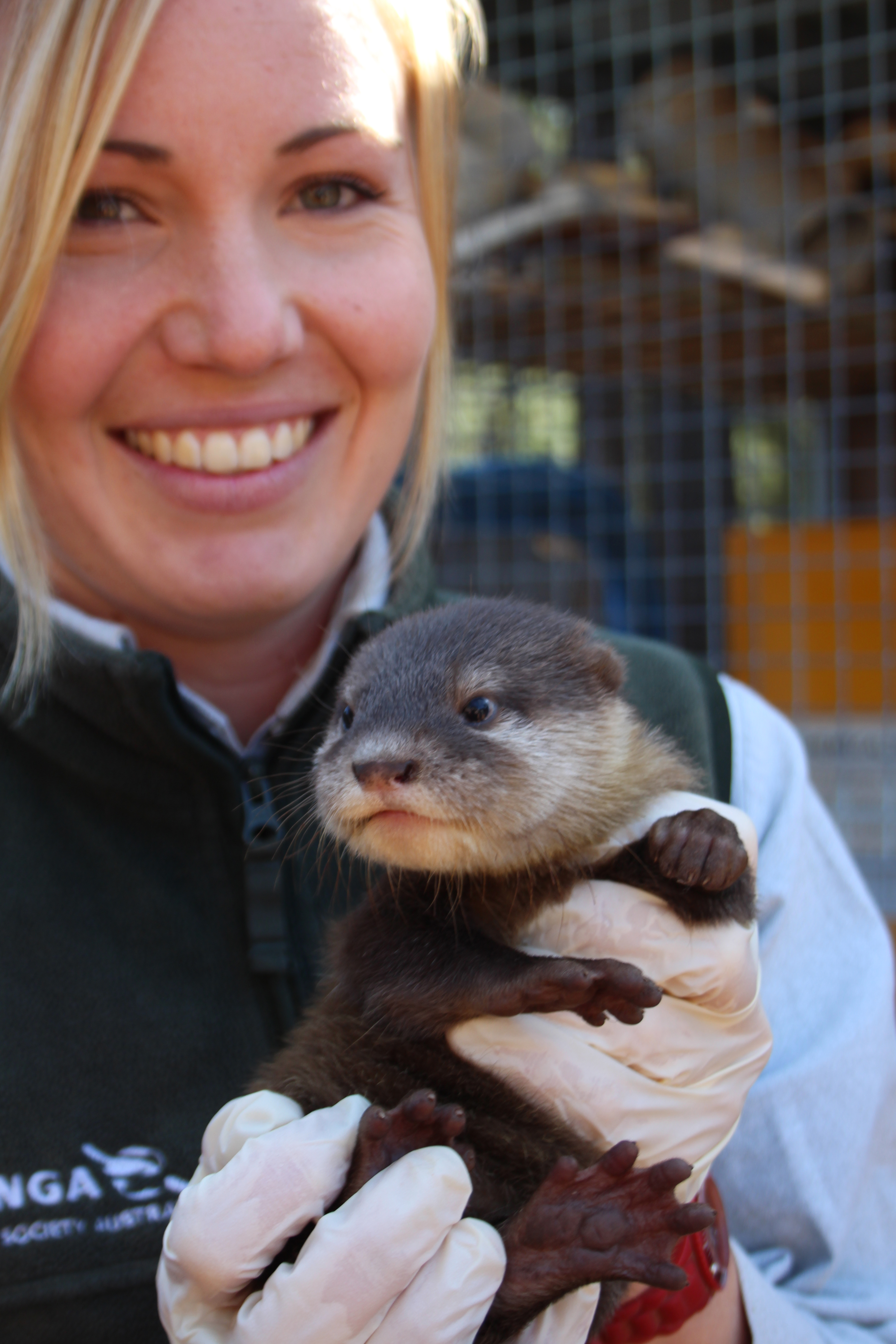Zoo Welcomes Three Otter Pups