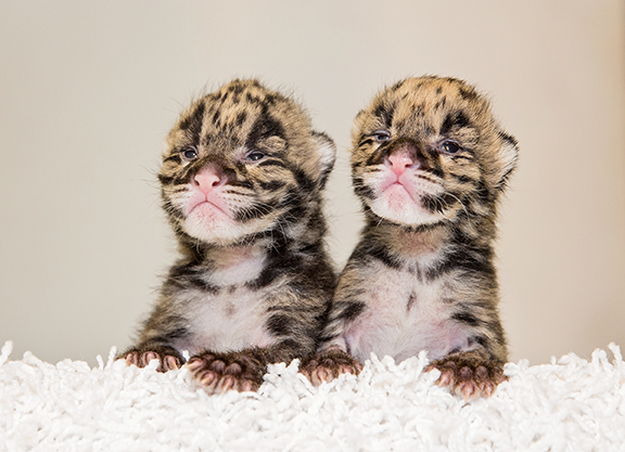 Nashville Zoo Welcomes Two Clouded Leopard Births