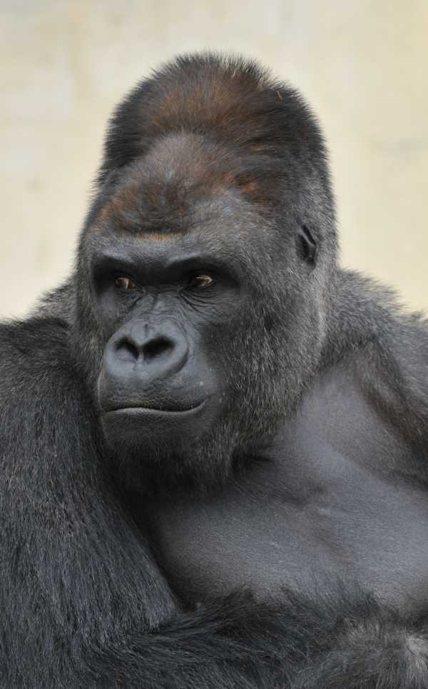 handsome-gorilla-3