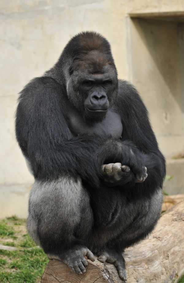 handsome-gorilla-4