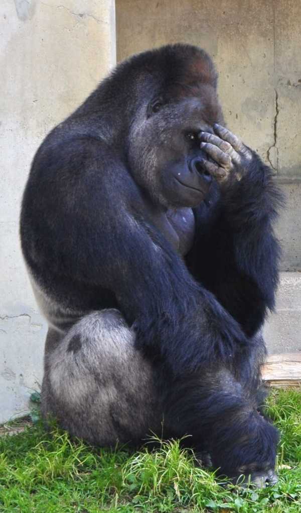 handsome-gorilla-7