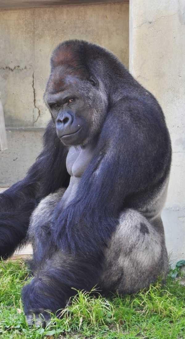 handsome-gorilla-8