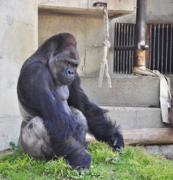 handsome-gorilla-8a