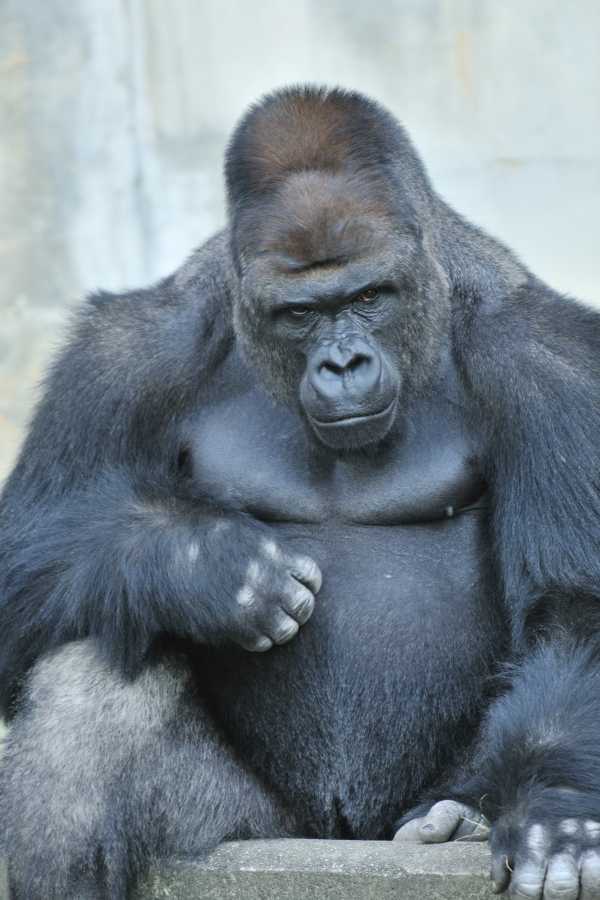 handsome-gorilla-9
