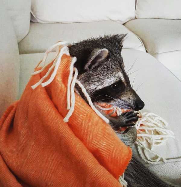 raccoon-12