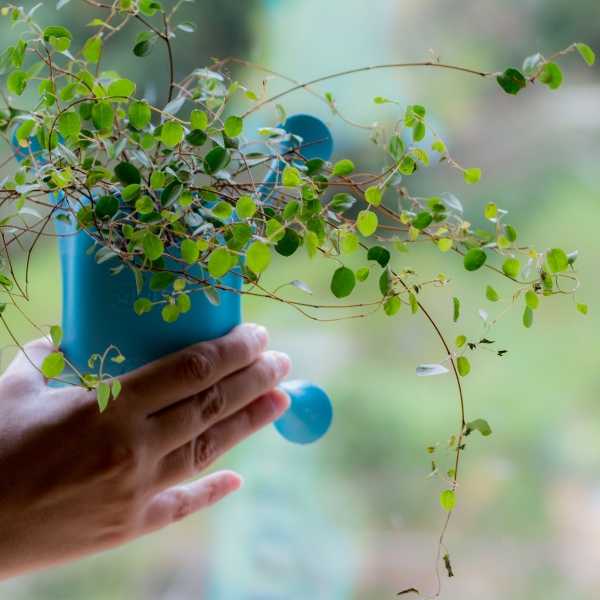 suction-cup-planters-10