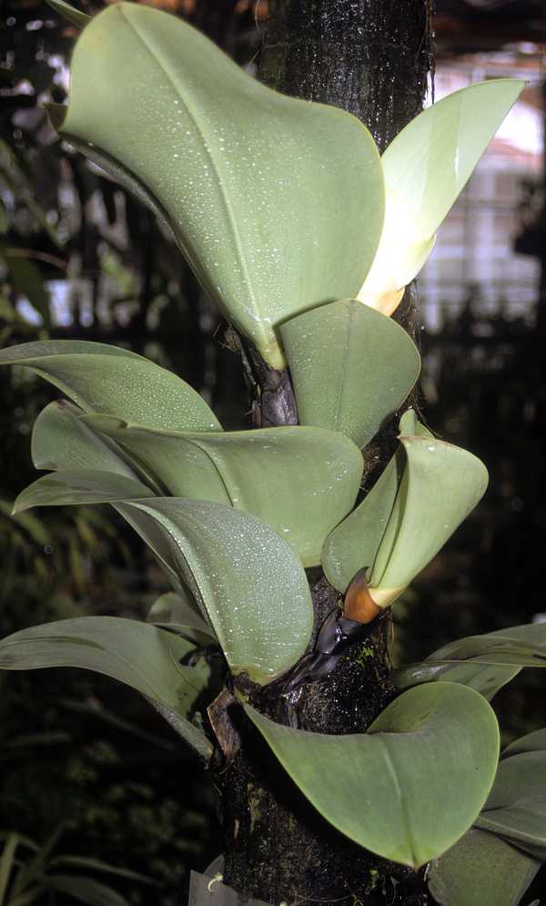 bulbophyllum-beccarii-orchid